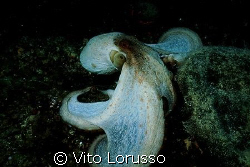Molluscs - Octopus vulgaris by Vito Lorusso 